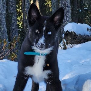 Meet your Posher, Destiny